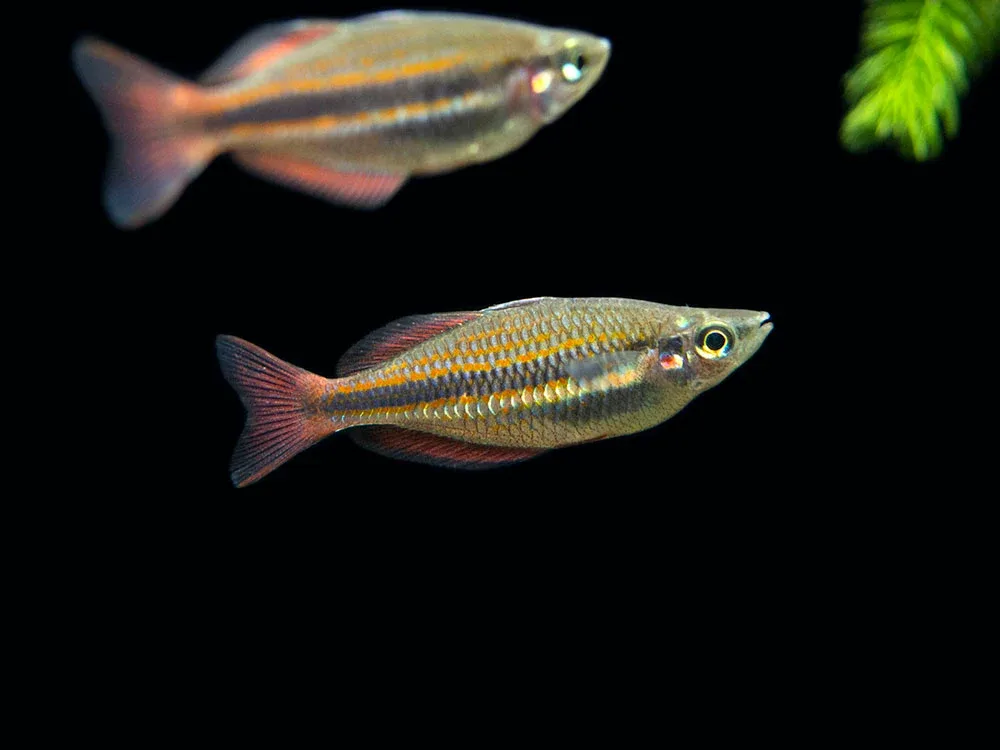 Goyder River Banded Rainbowfish (Melanotaenia trifasciata), Tank-Bred! - Image 2