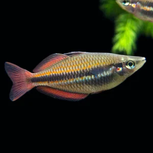 Goyder River Banded Rainbowfish (Melanotaenia trifasciata), Tank-Bred!