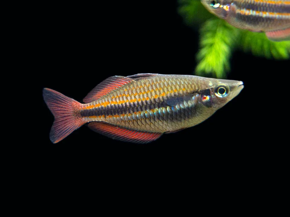Goyder River Banded Rainbowfish (Melanotaenia trifasciata), Tank-Bred!