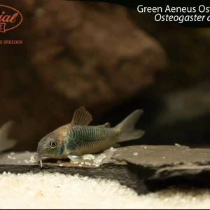Green Aeneus Osteogaster (Osteogaster aeneus)