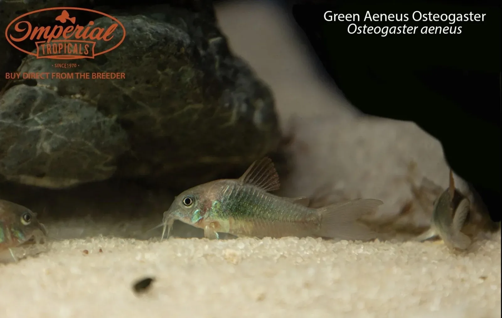 Green Aeneus Osteogaster (Osteogaster aeneus) - Image 2