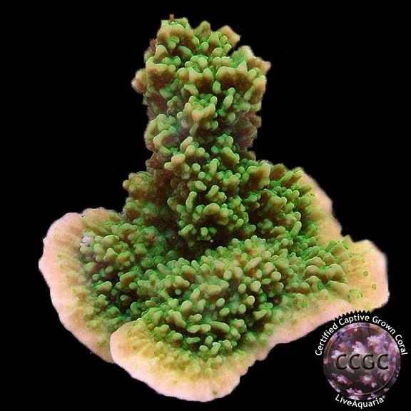 Green Apple Cap Coral