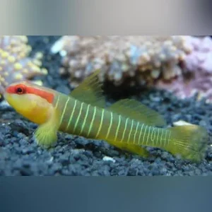 Green Banded Goby