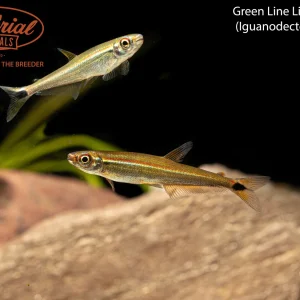 Green Line Lizard Tetra