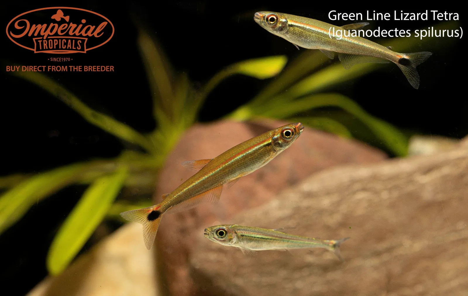 Green Line Lizard Tetra - Image 2