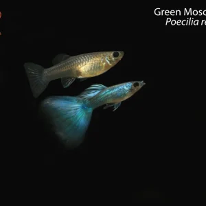 Green Moscow Guppy (Poecilia reticulata)