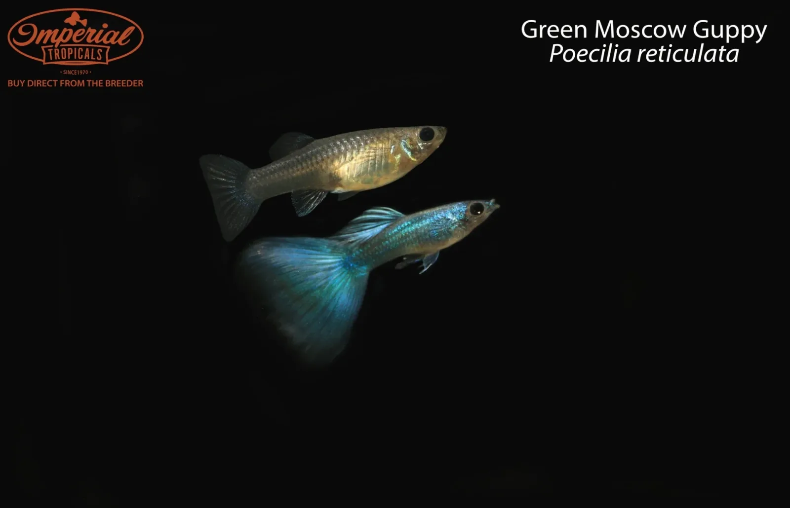 Green Moscow Guppy (Poecilia reticulata)