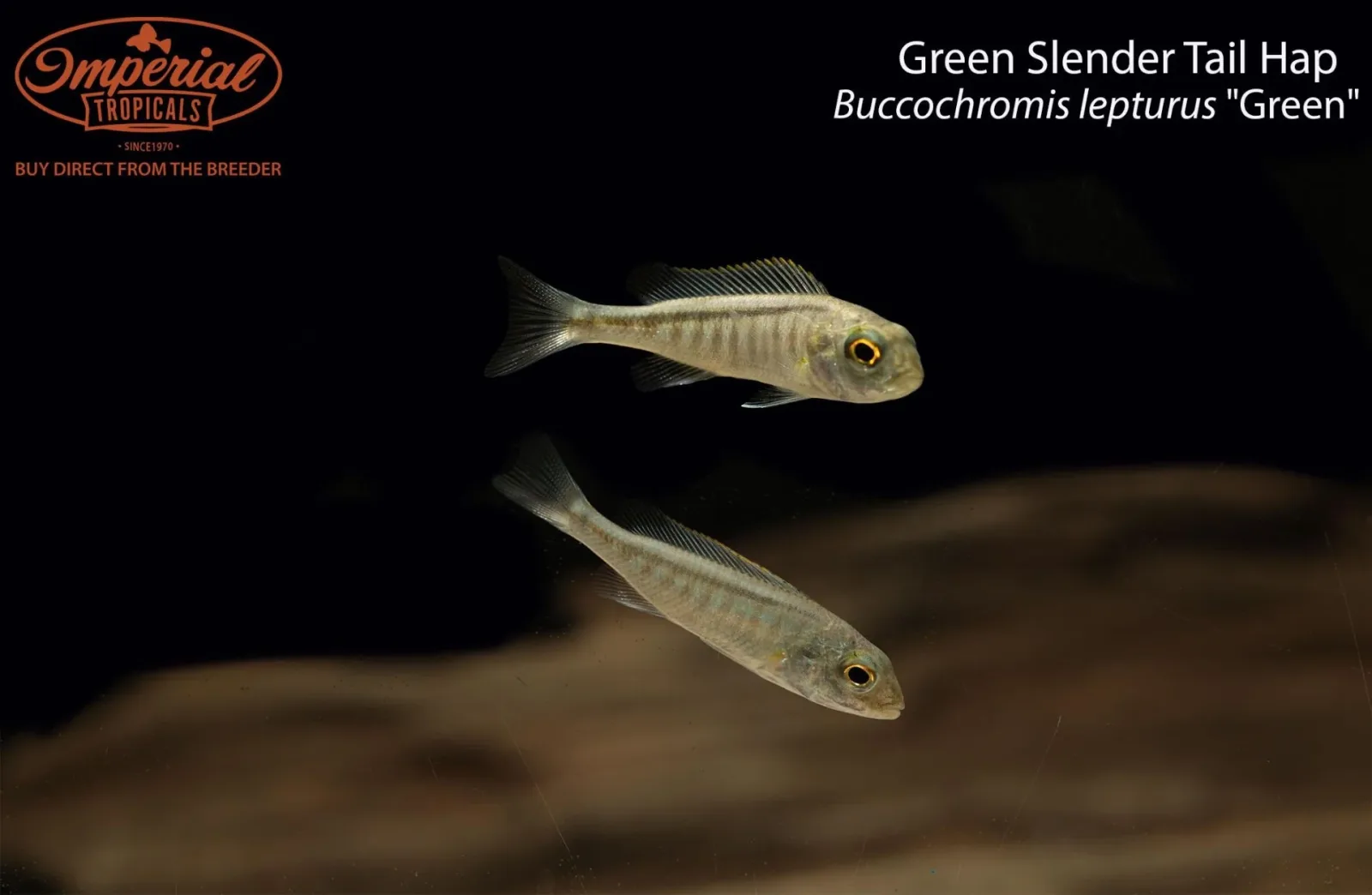 Green Slender Tail Hap (Buccochromis lepturus "Green") - Image 2