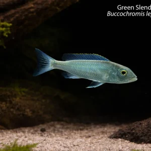 Green Slender Tail Hap (Buccochromis lepturus "Green")