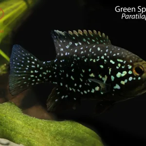 Green Spot Bleekeri (Paratilapia polleni "Bleekeri")