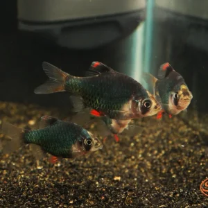 Green Tiger Barb
