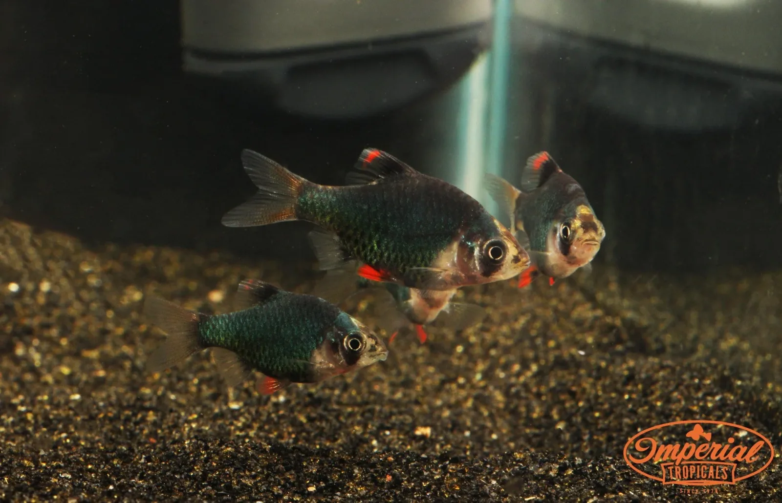 Green Tiger Barb