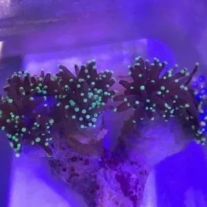 Green Torch Coral