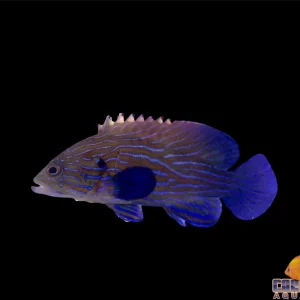 Grouper - Blue Line Sm/Md