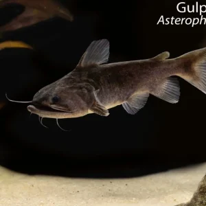 Gulper Catfish