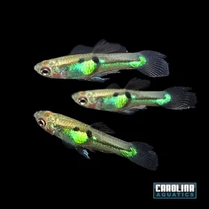 Guppy - Endler 'El Tigre'