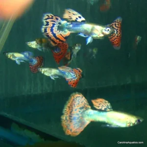 Guppy - Miracle Mosaic