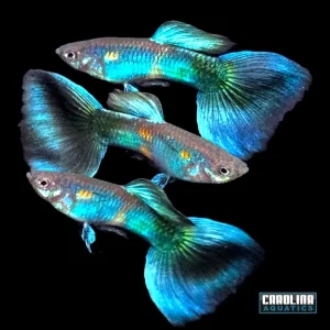 Guppy - Peacock Blue