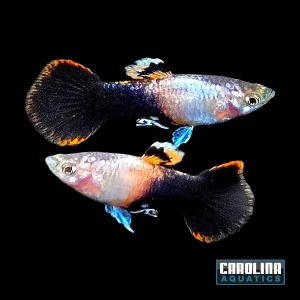 Guppy - Pink Tux