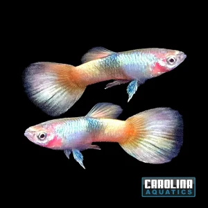 Guppy - Silverado Bumblebee