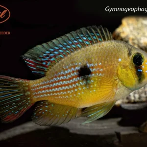 Gymnogeophagus terrapurpura