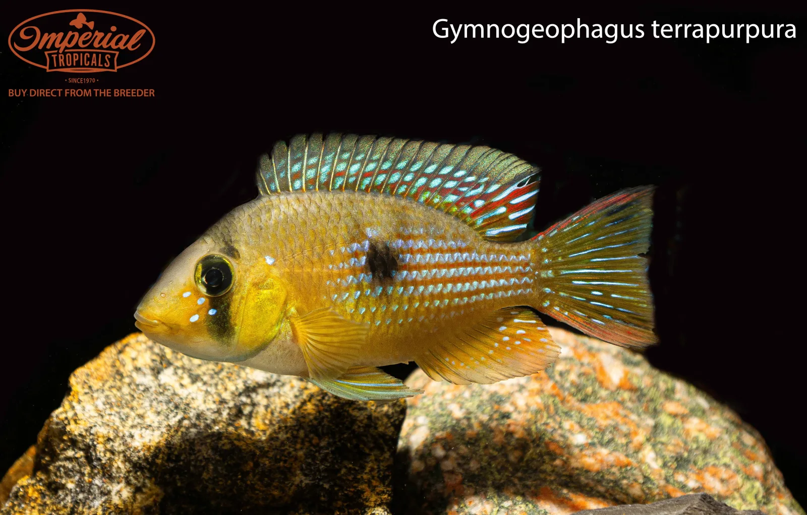 Gymnogeophagus terrapurpura - Image 2