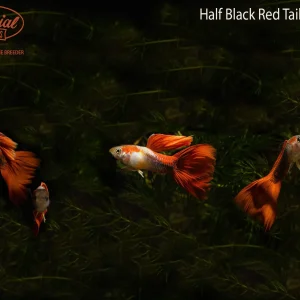 Half Black Redtail Guppy