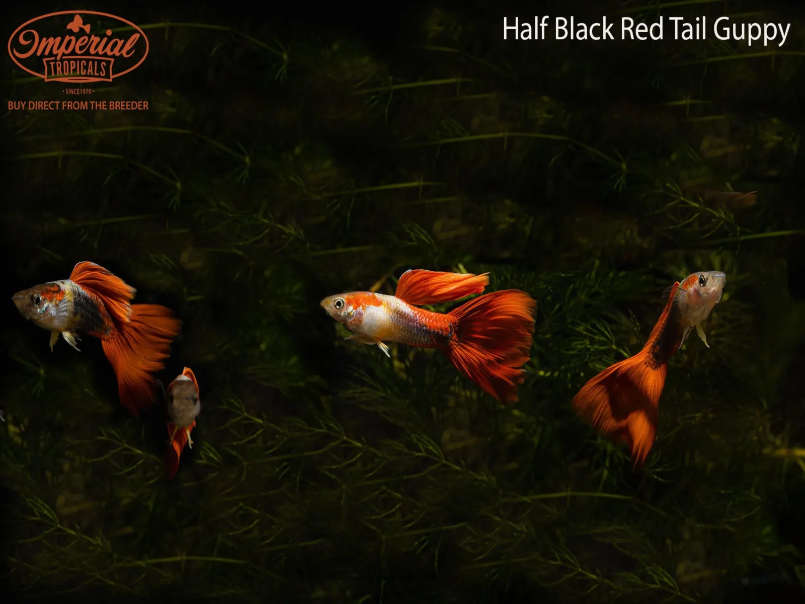 Half Black Redtail Guppy
