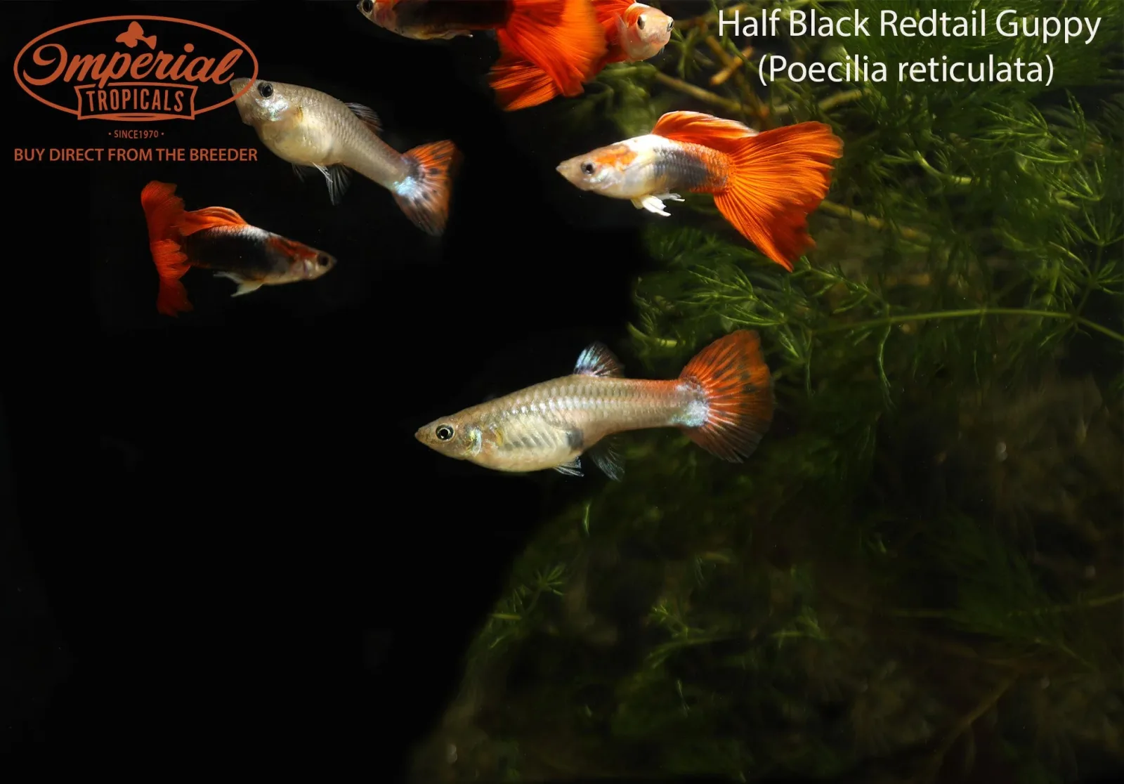 Half Black Redtail Guppy - Image 2