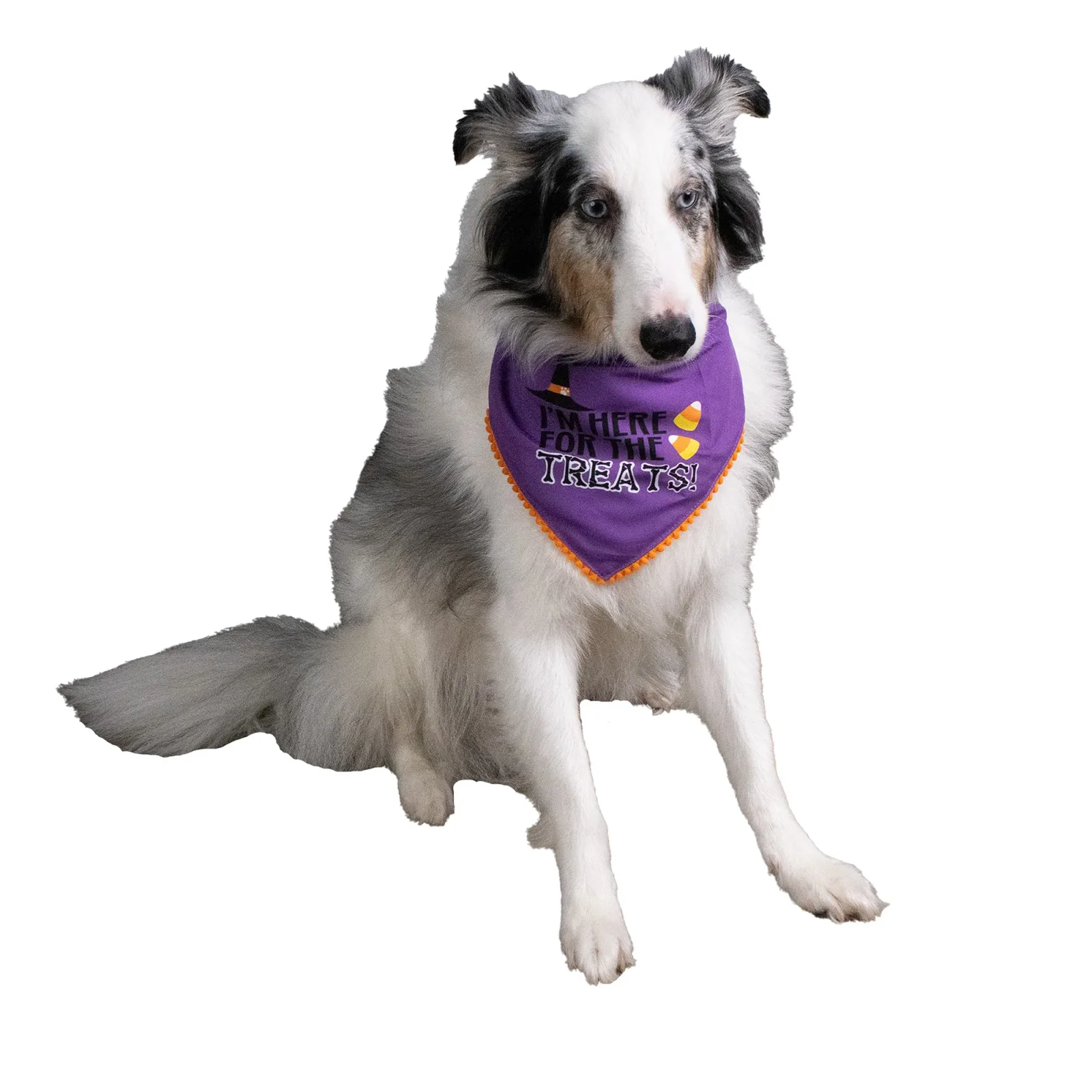 Halloween Treats Pet Bandana 2pk - Image 2