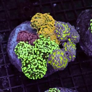 Hammer Garden Colony WYSIWYG - SAQ Coral Farm