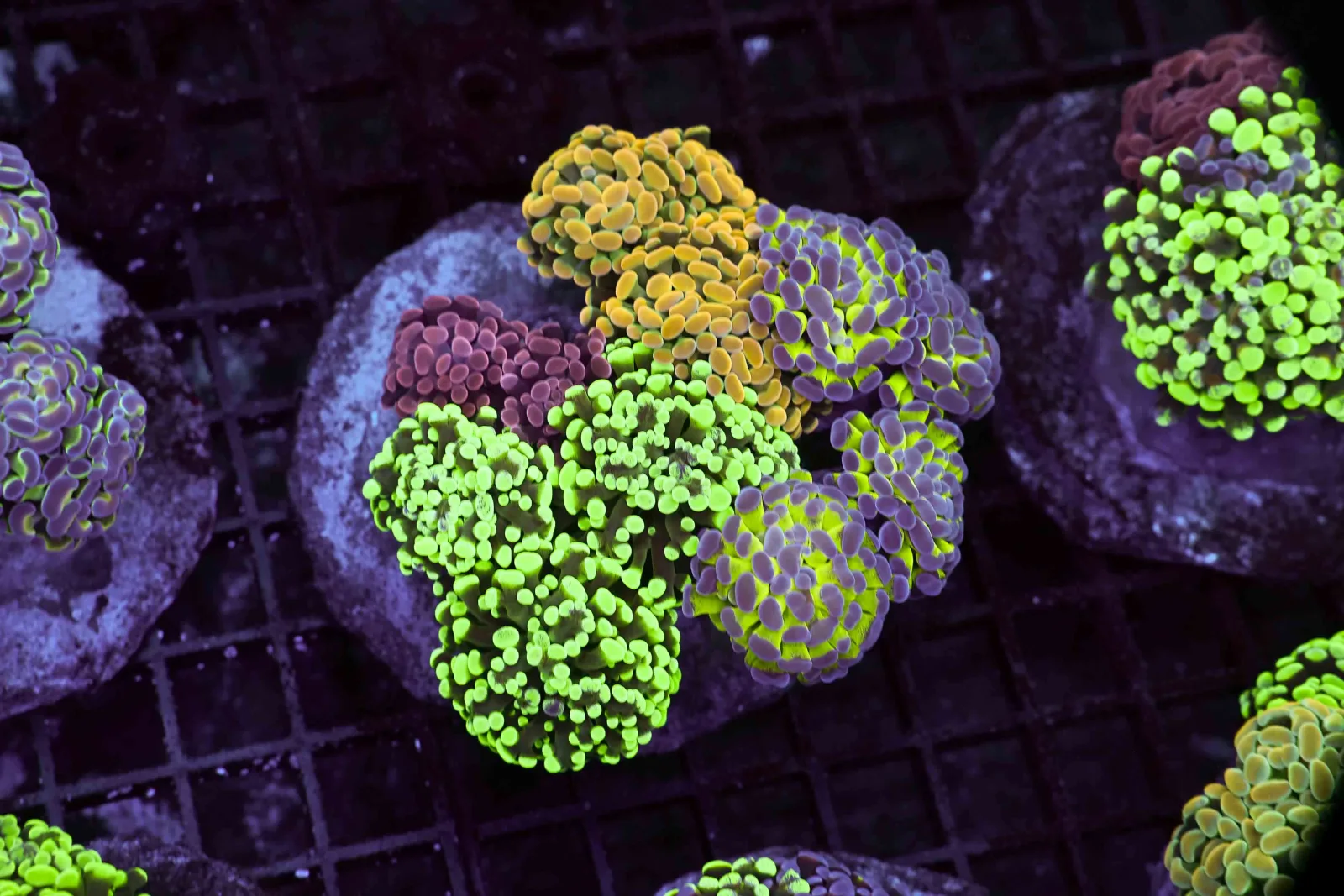 Hammer Garden Colony WYSIWYG - SAQ Coral Farm