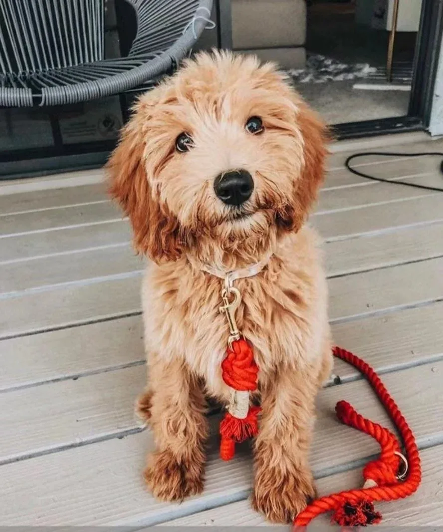 Hands-Free Rope Dog Leash and Luxe Royal Leather Dog Collar Bundle, Strawberry Love - Image 2