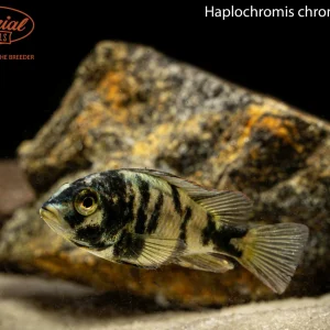Haplochromis chromogynos