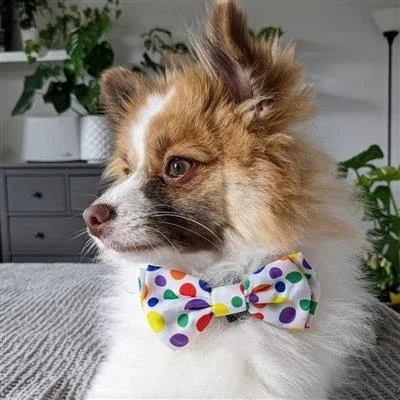 Happy Barkday Bow Tie Large - Image 2