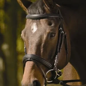 HDR Raised Padded Dressage Bridle