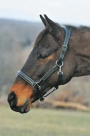 HDR Stress Free Fancy Stitch Halter