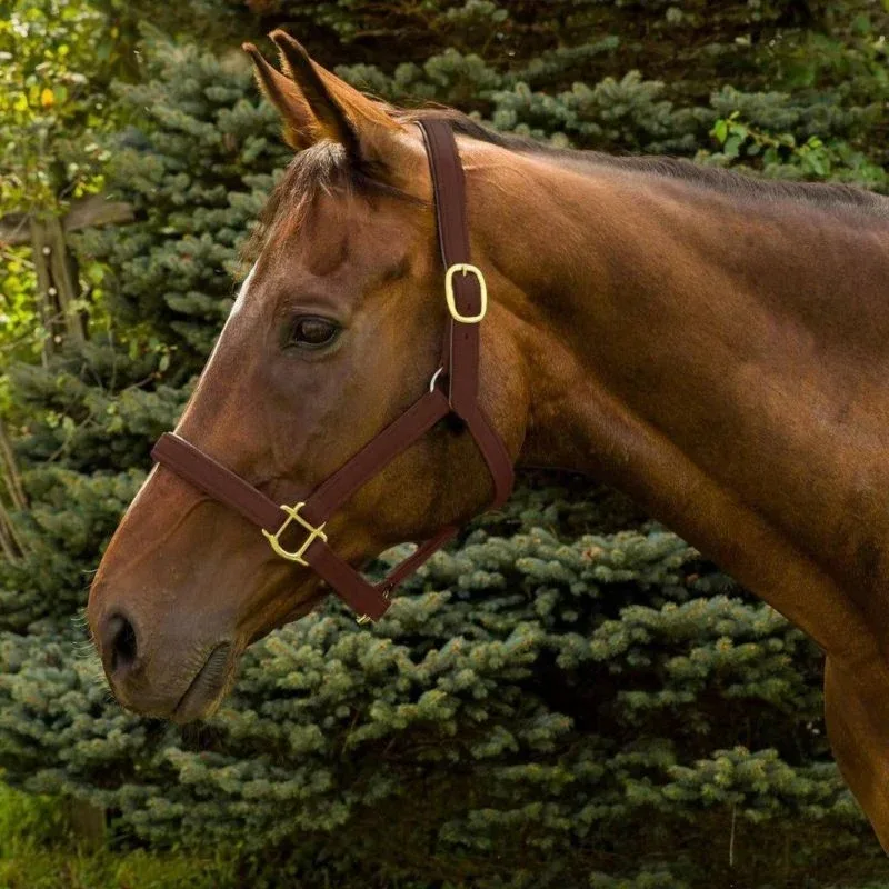 HDR Vegan-X Leather Halter - Image 2
