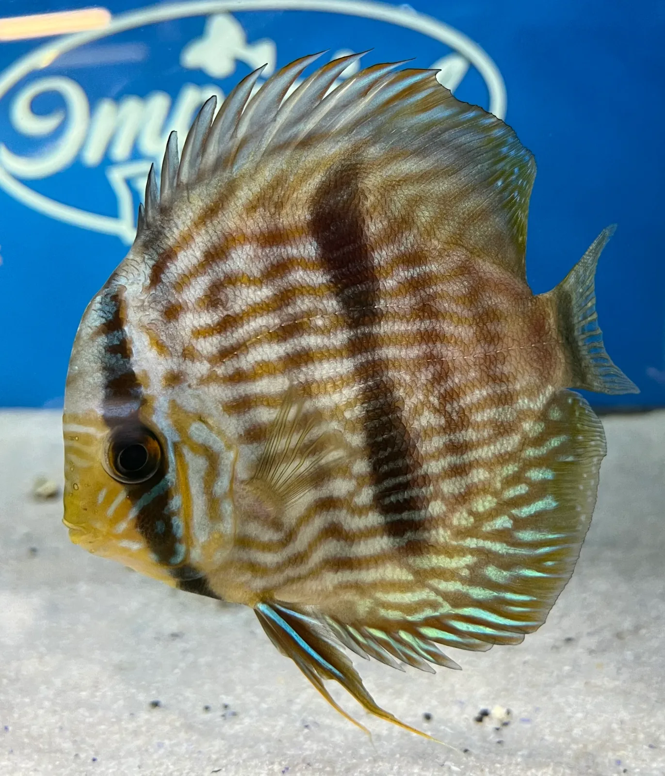 Heckel Discus - Image 2