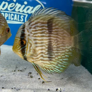 Heckel Discus