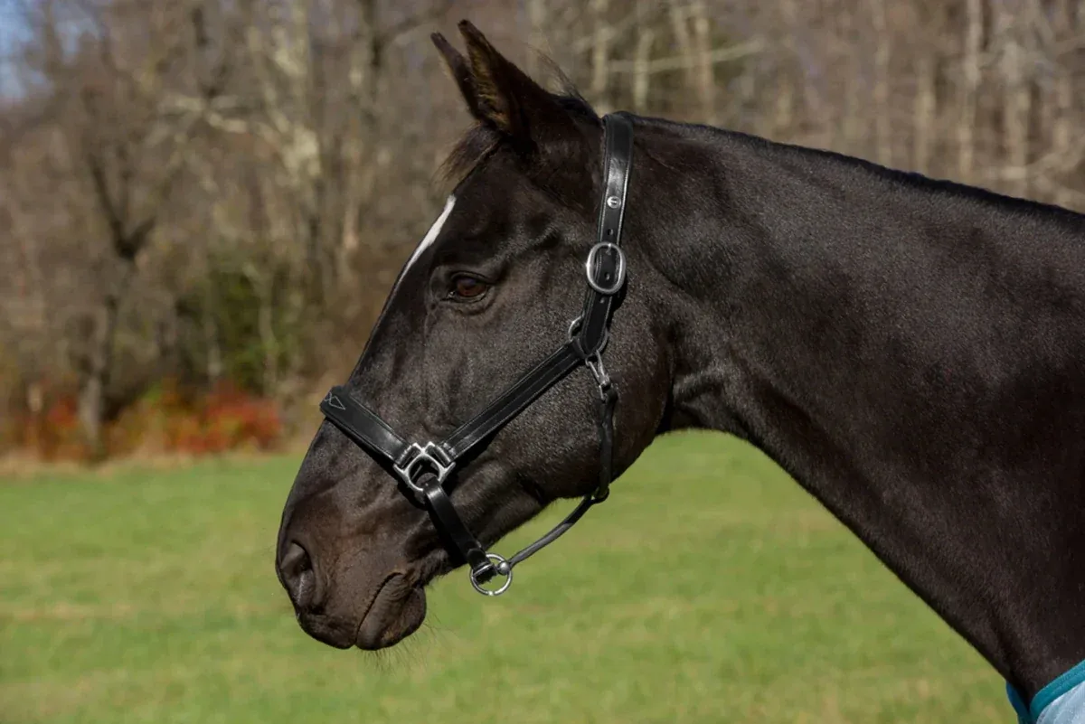 Henri de Rivel Pro Fancy Padded Rolled Throat Triple Stitched Halter - Image 2