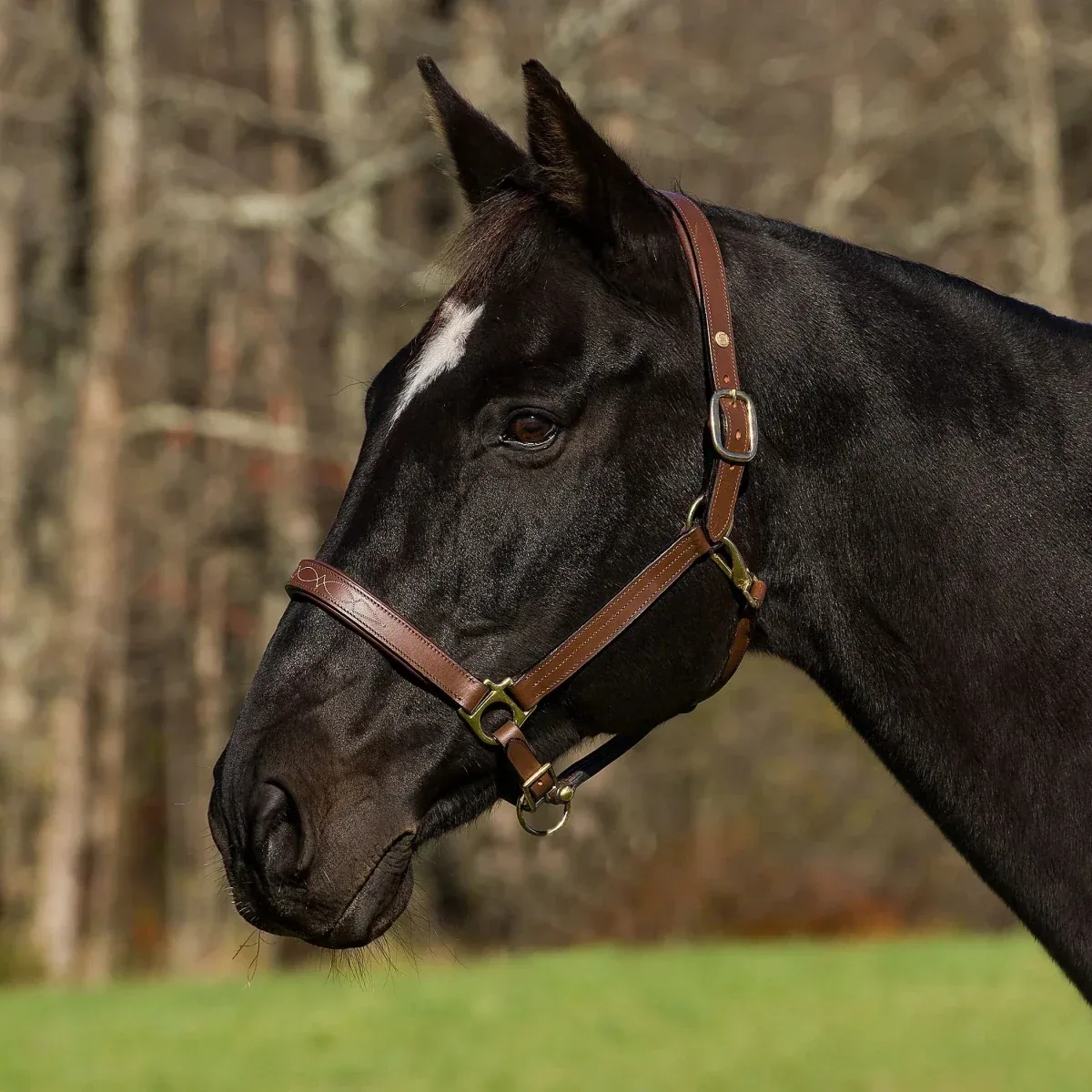 Henri de Rivel Pro Fancy Padded Rolled Throat Triple Stitched Halter, Oak Bark, Cob