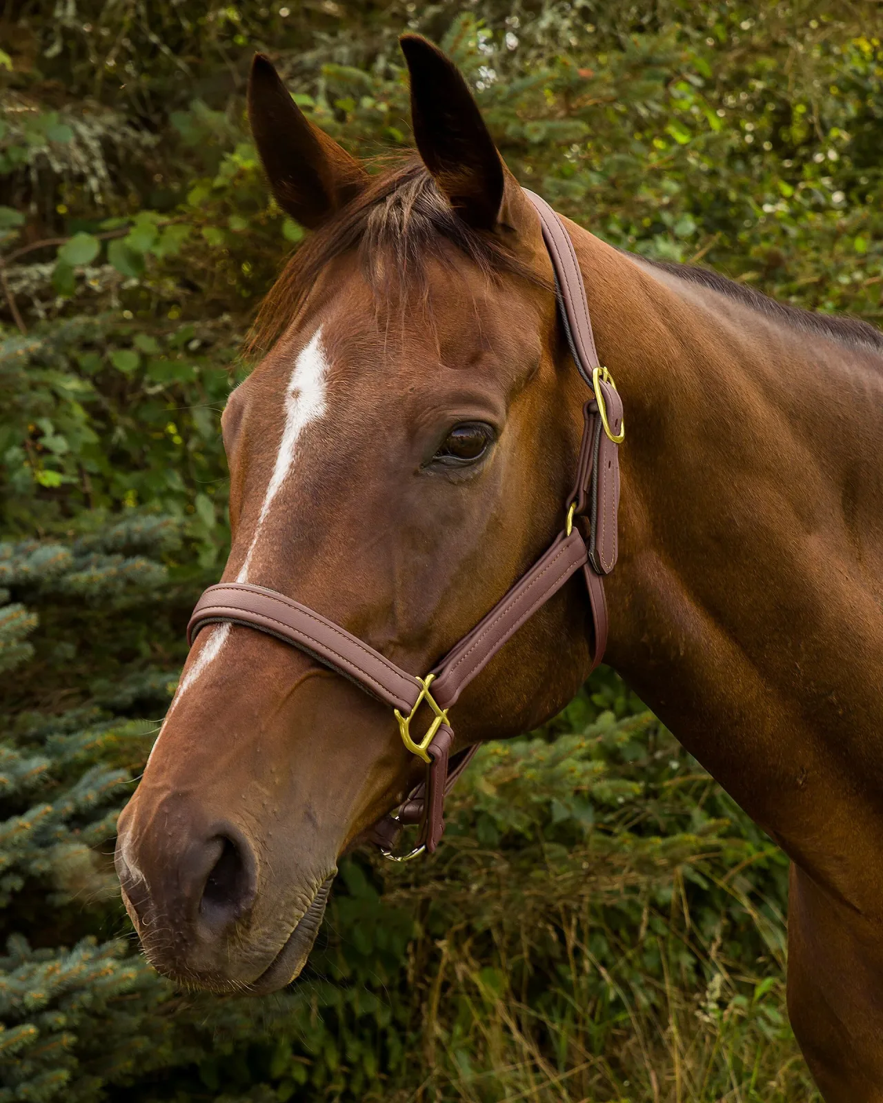 Henri de Rivel Vegan-X Leather Halter - Image 2