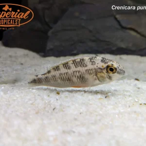 Hermaphrodite Checkerboard Cichlid
