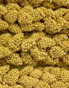 Higgins Spray Millet 5lb - Image 2