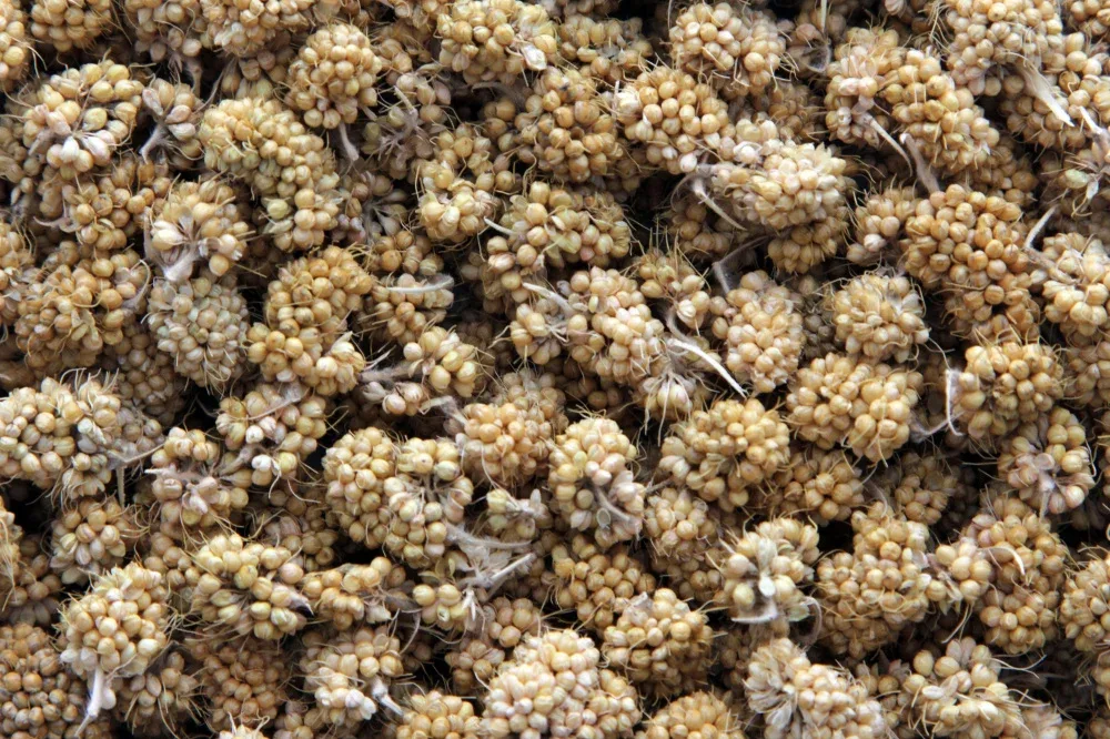 Higgins Sunburst Gourmet Treats Millet Bits - Image 2