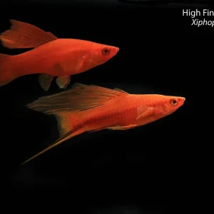 High Fin Brick Swordtail