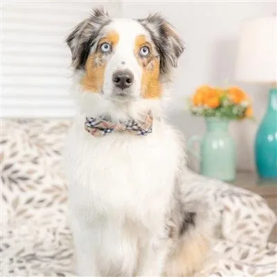 High Street Plaid Bow Tie Small - Image 2