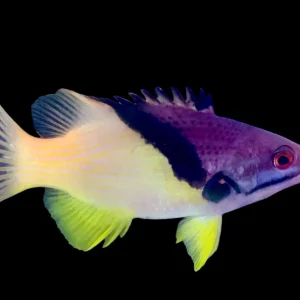 Hogfish - Coral Md