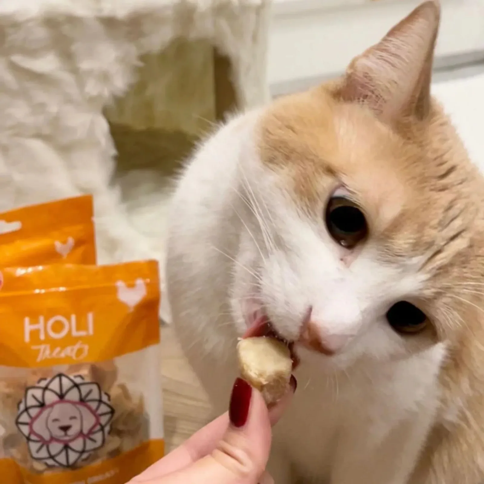 Holi Dog 3.5 oz. Chicken Breast - Image 2